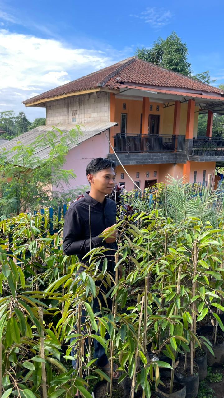 Bibit Durian Musang King