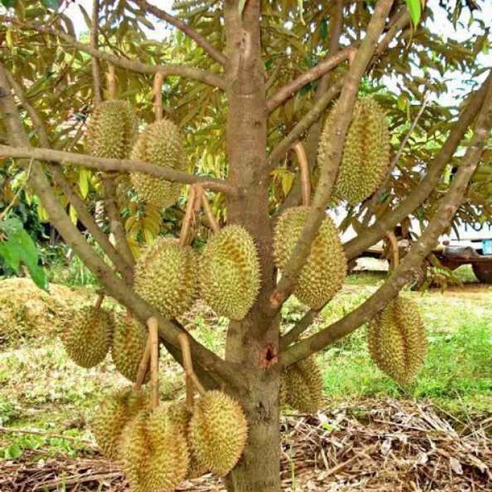 Bibit Durian Super Tembaga