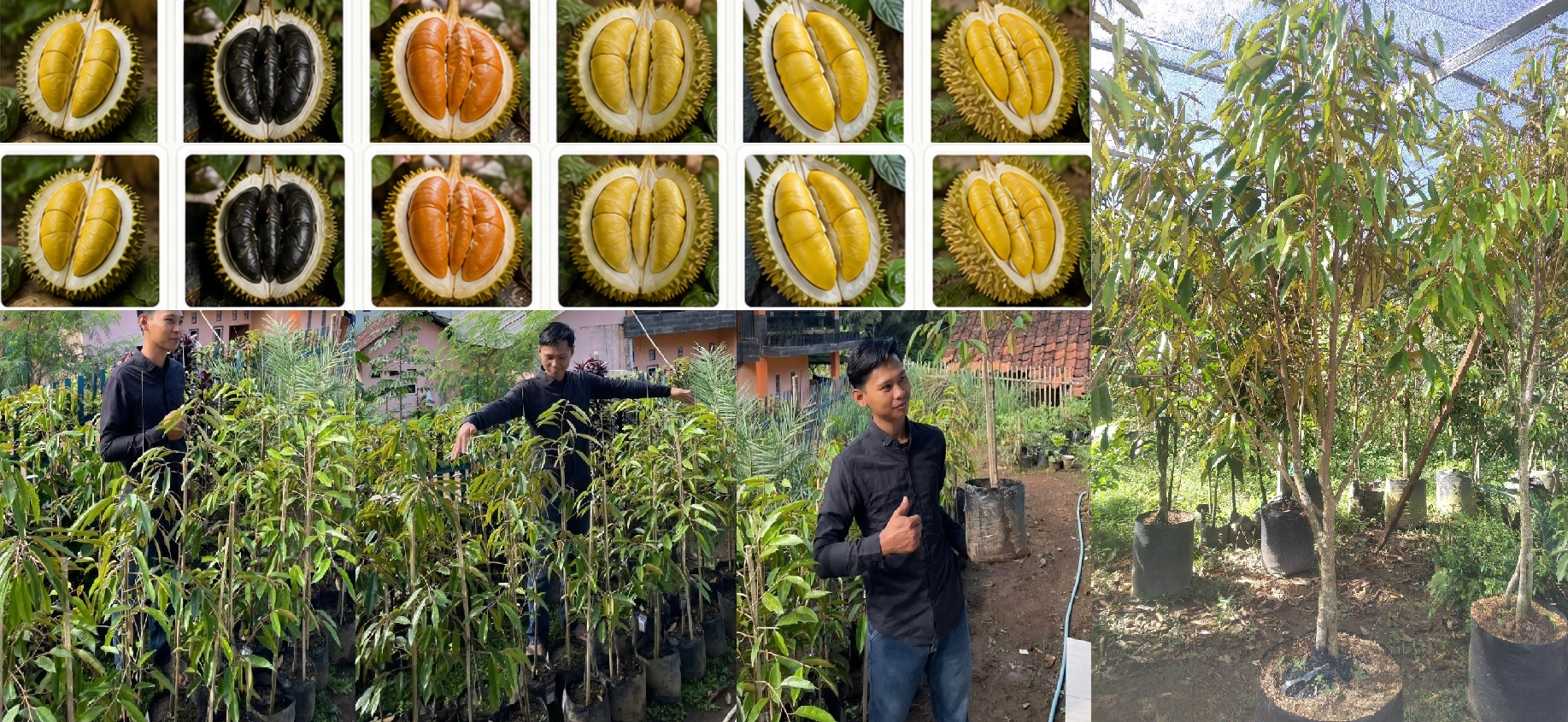 Kebun Bibit Kang Adoy